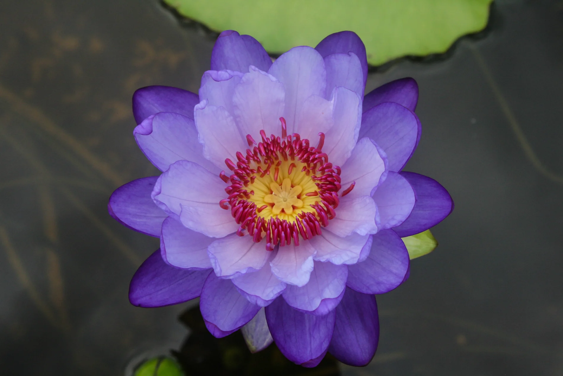 Nymphaea 'Betty Lou' — Florida Aquatic Nurseries